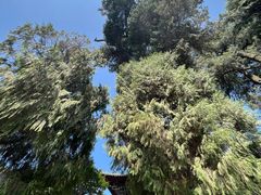 -报恩寺(平武县)