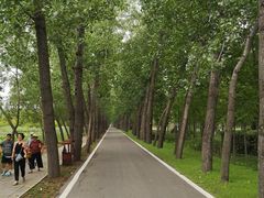 -微山湖红荷湿地景区
