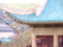 -武汉大学-樱园