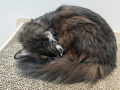 -有猫主题·治愈系猫咖(曾厝垵店)