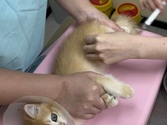 -爱诺耐芙动物医院(万博店)