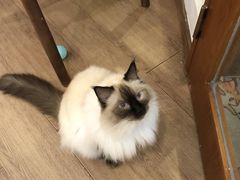 -有猫主题·治愈系猫咖(曾厝垵店)