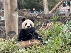 -都江堰中华大熊猫苑