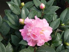 -三圣花乡旅游区