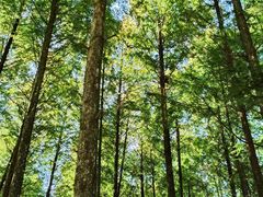 -山王坪喀斯特国家生态公园