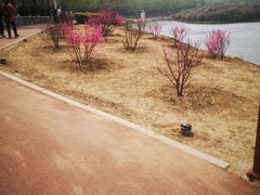 -丁香湖公园