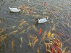 -武汉紫薇都市田园