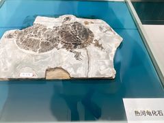 -青岛贝壳博物馆