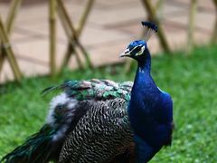 -昆明动物园