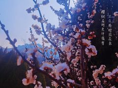 -龙口南山旅游景区