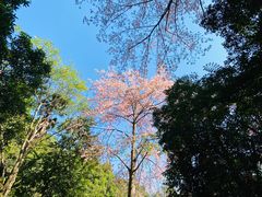 -火炉山森林公园