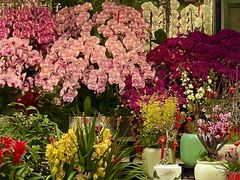 -溪岸路花鸟市场