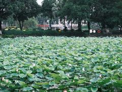 -荔湾湖公园