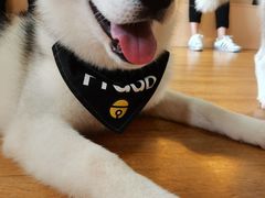 -Husky Go! 哈士奇体验馆·宠物咖啡厅狗咖