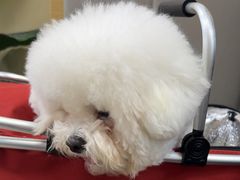 -美联众合动物医院·24h转诊中心