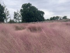-西京湾花海