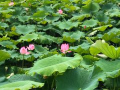 -荷塘月色湿地公园·向阳花洲