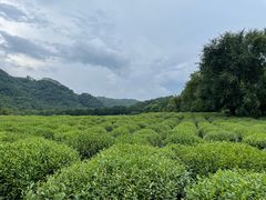 -中国茶叶博物馆(双峰馆区)