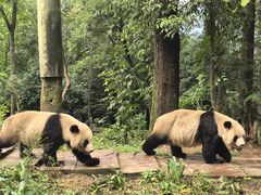 -中国大熊猫保护研究中心雅安碧峰峡基地