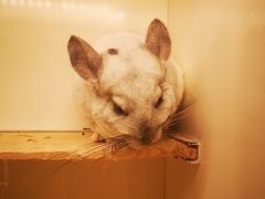 -龙猫仔乐园(惠福东路店)