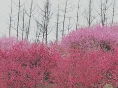 -秀丽东方