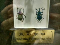 -上海昆虫博物馆