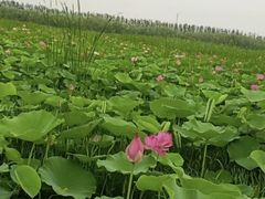 -西青郊野公园