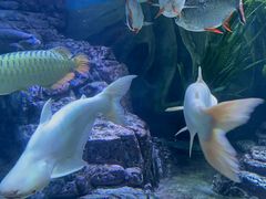 -上海海洋水族馆