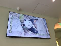 -眉州东坡·熊猫主题餐厅(枫蓝店)