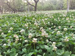 -汉长安城未央宫国家考古遗址公园