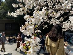 -武汉大学-樱园