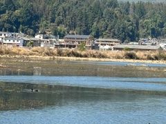 -腾冲北海湿地