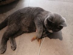 -飞行喵MR PILOT|猫舍·猫咖(静安大融城店)