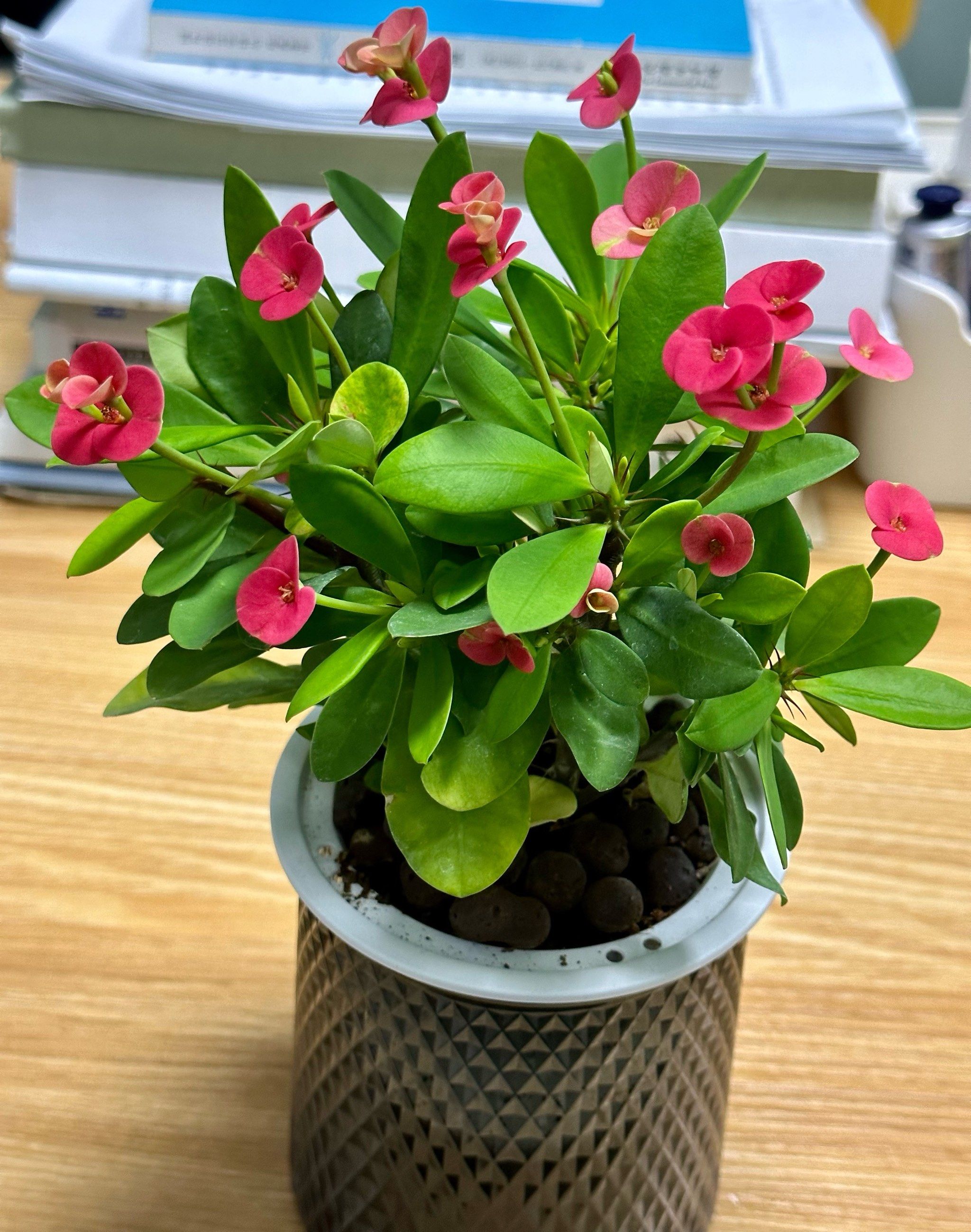 办公室最适合的花儿,你知道几种?