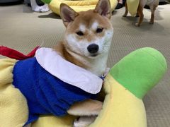 -逗柴咖啡屋·狗咖猫咖宠物桌游