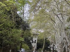 -武汉大学-樱园