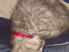 -新加坡海鲜共和(名胜世界圣淘沙海滨坊)