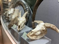 -烟台自然博物馆