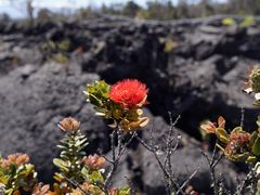 -夏威夷火山国家公园