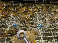 -海玥荟海鲜姿造自助餐厅(欧罗巴广场店)