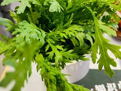 -椰子湾·海南火锅·糟粕醋·椰子鸡(正大广场店)