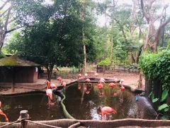 -清迈夜间动物园