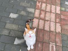 -下海庙