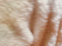 -刘胖子家常菜·蹄花焖藕(兴业店)