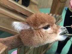 -藦茜花园宠物主题亲子互动体验馆(国顺东路店)