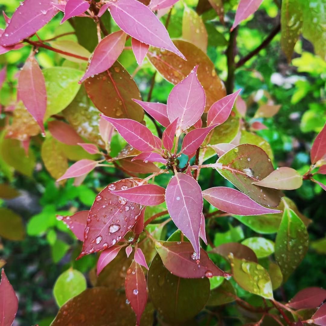 香樟花唯美图片