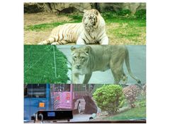 -北京野生动物园