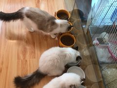 -momokira米努特·德文卷毛猫·棉花面纱犬