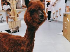 -Heymao猫咖.咖啡厅(东门店)