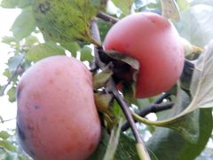 -临武万客隆国际购物广场(晴岚路店)